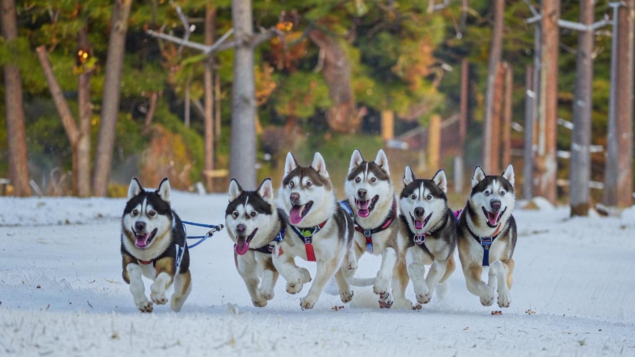 Dog sledding