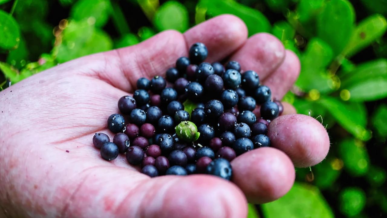 How honeysuckle is good for runners